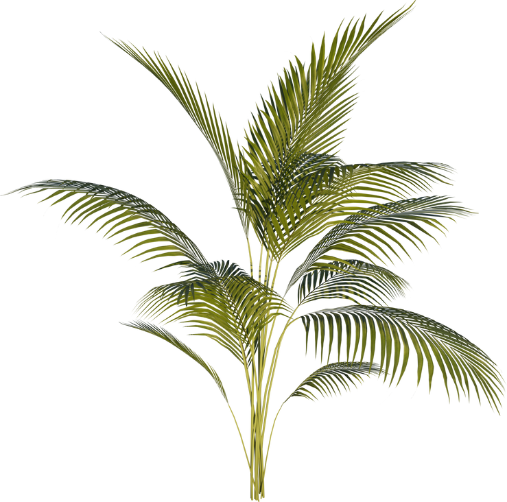 Areca Palm Tree